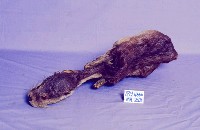 水獺藏品圖，第2張